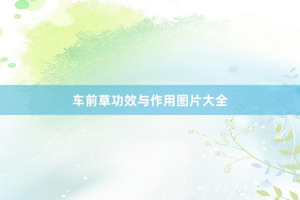 车前草功效与作用图片大全